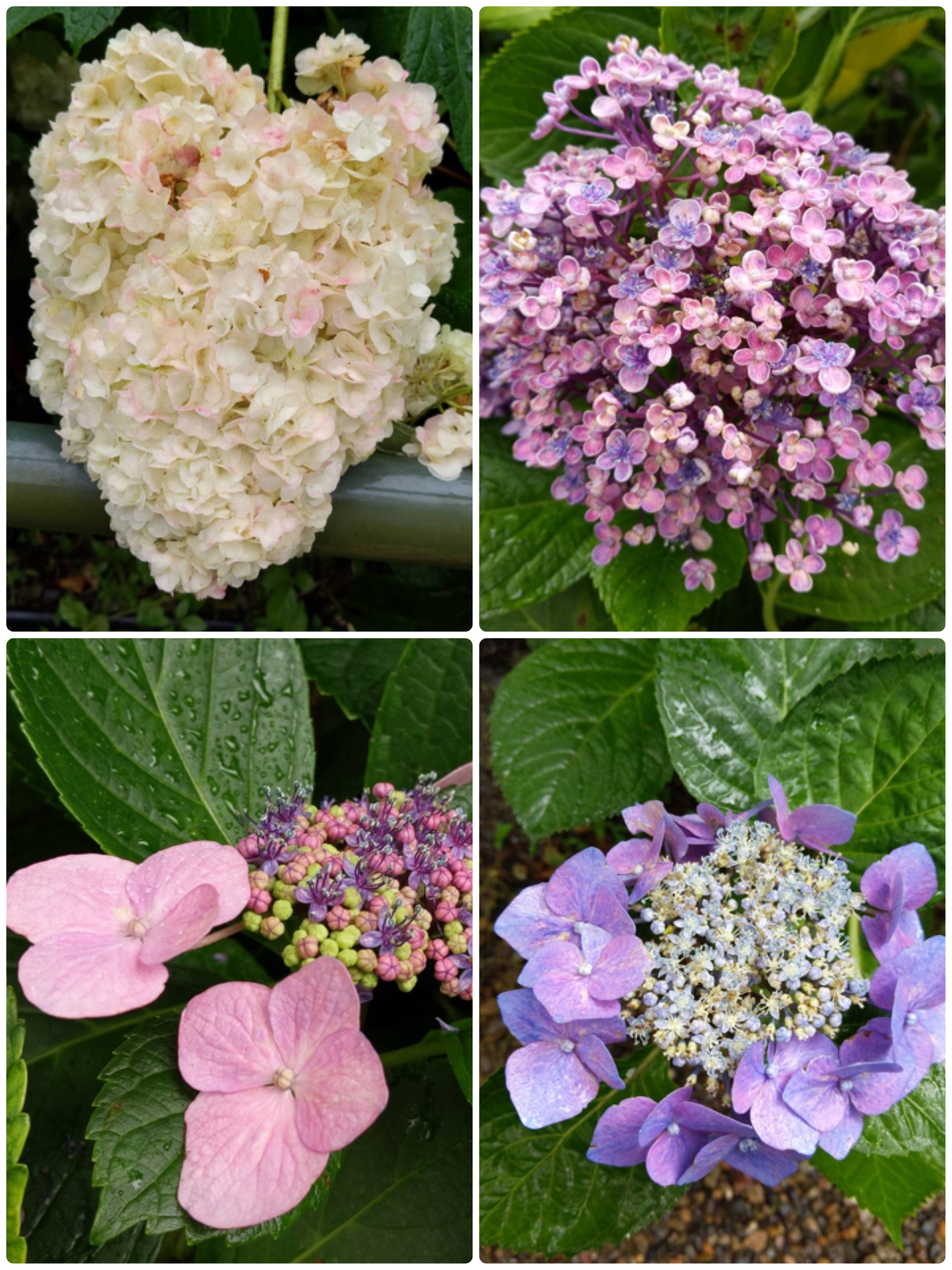 6月 18日 藤森神社紫陽花まつり 京都の着物レンタル 夢京都 高台寺店